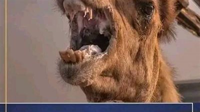 رواية مريض نفسي كاملة