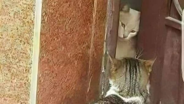 موقع أيام نيوز