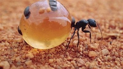 قصة سيدنا سليمان والنمله وحبه القمح