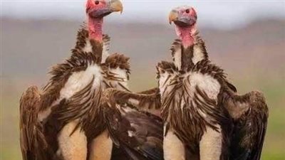 كيف تختار أنثى النسر أباً لصغارها ؟