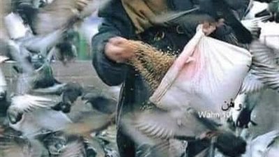 قطعه من الجنه