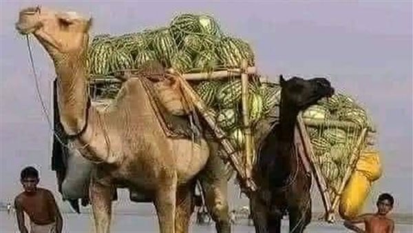 موقع أيام نيوز