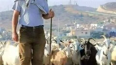 راعي الغنم منقوله