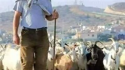 قصة راعي الغنم 