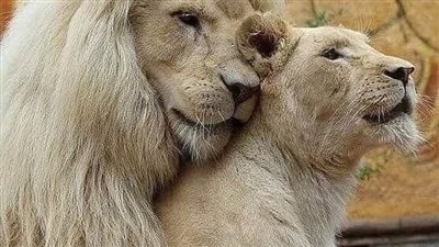 قصه الاسد