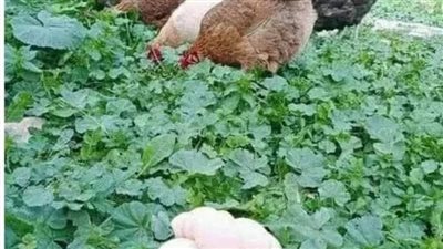 دهاء ومكر القاضى 