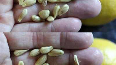 عند عصر الليمون لا ترتكب خطأ التخلص من البذور: فهي تساوي وزنها ذهباً عند استخدامها بهذه الطريقة 