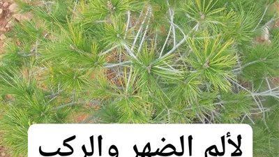 وصفة تصلح بإذن الله لألم الضهر و ألم المفاصل والركابي .