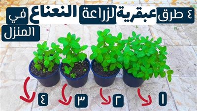 فوائد زراعة النعناع ف المنزل وطرق زراعته
