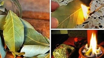 تبخير البيت بورق الغار.. 5 أسباب مذهلة تدفعك لحړق ورق الغار في المنزل!.. وماذا يحدث؟