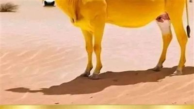 حكى في قديم الزمان عن راعي يعيش في قرية كردية ، هادئة ،