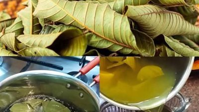 استخدامات مغلى ورق الجوافه 