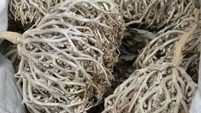 عشبة كف مريم او عشبة العفه