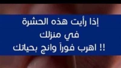 اذا رايت هذه الحشرة في منزل فاهرب فورا