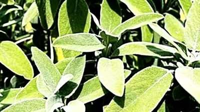 نبات المريمية هذا النبات غني بالفلافونويد والزيوت الطيارة، مما يجعله أفضل علاج عشبي