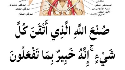 الإعجاز العلمي في النوم على الشق الأيمن