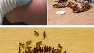 أفضل الخلطات للتخلص من النمل والصراصير والناموس نهائياً 