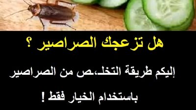 هل تزعجك الصراصير.. إليكم طريقة التخلـص من الصراصير باستخدام الخيار فقط ! 