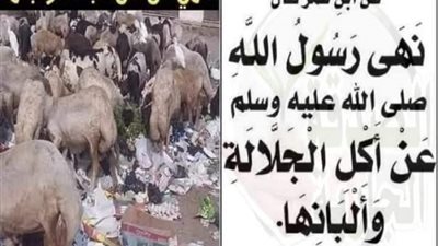 لماذا نهى الړسول ﷺ عن أكل الجلالة وشرب ألبانها ؟ و ما هي الجلالة ؟