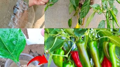ابسط الطرق زراعة الفلــ.فل الحــار  داخل المنزل انتاج وفيــر من الفليــفلة الحــارة 