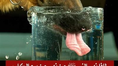لماذا نهى النبي ﷺ عن ثمن الكلب ومهر البغي، وحلوان الكاهن ؟