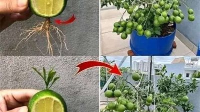 تعلم أن تزرع الليمون في كوب وستظل رائحة بيتك طيبة 