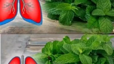 تقوية المناعة بالأعشاب مضادة للفيروسات وتكافح العدوى