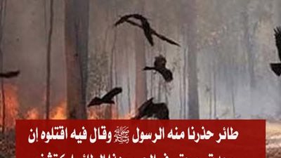 طائر حــذرنا منه الرسول ﷺ وقال فيه اقتـلوه إن وجدتموه حتى في الحرم الطائر إكتشف العلماء مؤخرا أن له