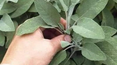 معجزه ربانية مشروب بسيط متوفر في الأسواق ورخيص يمتص السكر” في الــدم ويفتـت الحــصى في “الكــلى” ولهو فوائد لا تحصى 