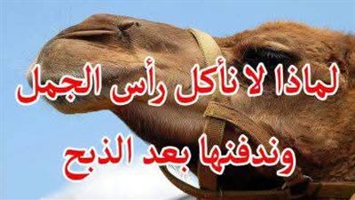 هل يجوز أكل رأس الجمل وهل هو يدفن ولا يباع، وما السبب هل لأن الجمل كلم النبي أو رآه