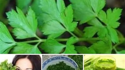 فوائد البقدونس المغلي للجسم 