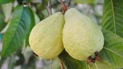 استخدامات مغلى ورق الجوافة للكبير والصغير 