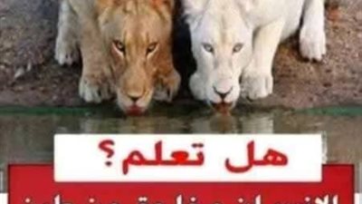 خلق الله الإنسان من طين وخلق الملائكة من نور وخلق العالم الخفي من ڼار فمن ماذا خلق الحيوان ؟
