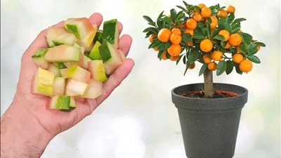 قشور البطيخ لتحفيز التربة