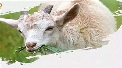 هل يجوز الجمع بين العقيقه والاضحيه واذا لم يجوز أيهما أولى