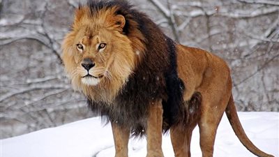 الأسد ذكر في القرآن بغير أسمه فما هو 