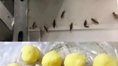 وصفه للتخلص من الصراصير 