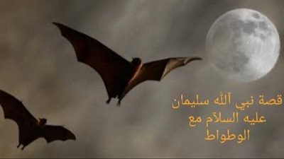 قصة نبي الله سليمان مع الوطواط