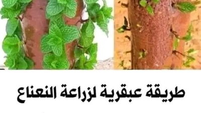 تعلم كيف تزرع النعناع في المنزل باقل مساحة ورائحة عطرة جميلة