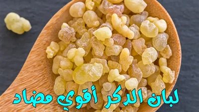 خبيرة تغذية : «لبان الدكر أقوي مضاد حيوي في منزلك»