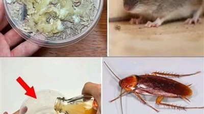  طرق بسيطة للتخلص من الفئران وتبعدها عن منزلك نهائي ولن تراها مرة اخرى
