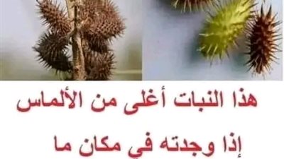 هذا النبات اغلى من الالماس 