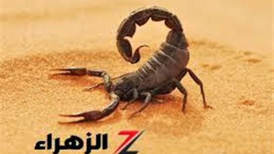 “معجزة ربانية أذهلت الجميع  هل تعلم لماذا تأكل العقارب بعضها البعـض؟ لن تتوقع السبب العجيب