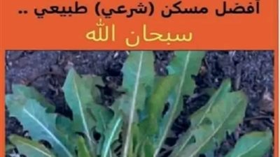 السريس او الهندباء او الشاكوريا