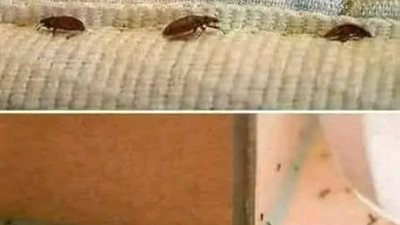 ما السبب في وجود الحشرات في المنزل ؟؟