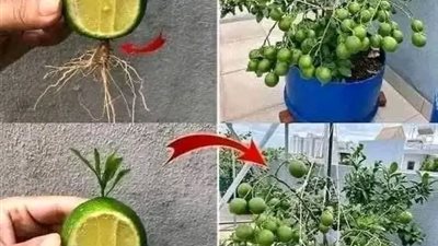 كيف تزرع الليمون 