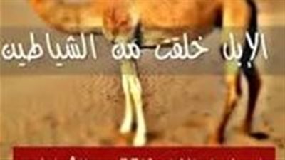 هل الأبل خلقت من الشياطين ولهذا قال الرسول من اكل لحم الإبل فيتوضأ