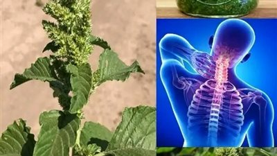 عشــبة عجــيبة لن تحتاج الي مســكنات سوف تركــض مثل المراهــق وتنهي مشكــلة الــم الرقــبة والمفــاصل  