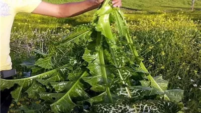 يوم عيد عند مرضي السكر.. اكتشاف عشبة متوفرة بسعر التراب تخفض السكر التراكمي خلال دقائق بسيطة.. وتعتبر أقوى من إبرة الانسولين!!
