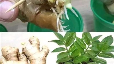زراعة الزنجبيل في المنزل